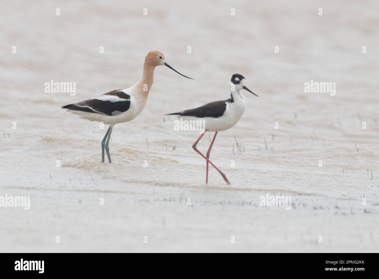 American avocet, Recurvirostra americana, together with a black necked