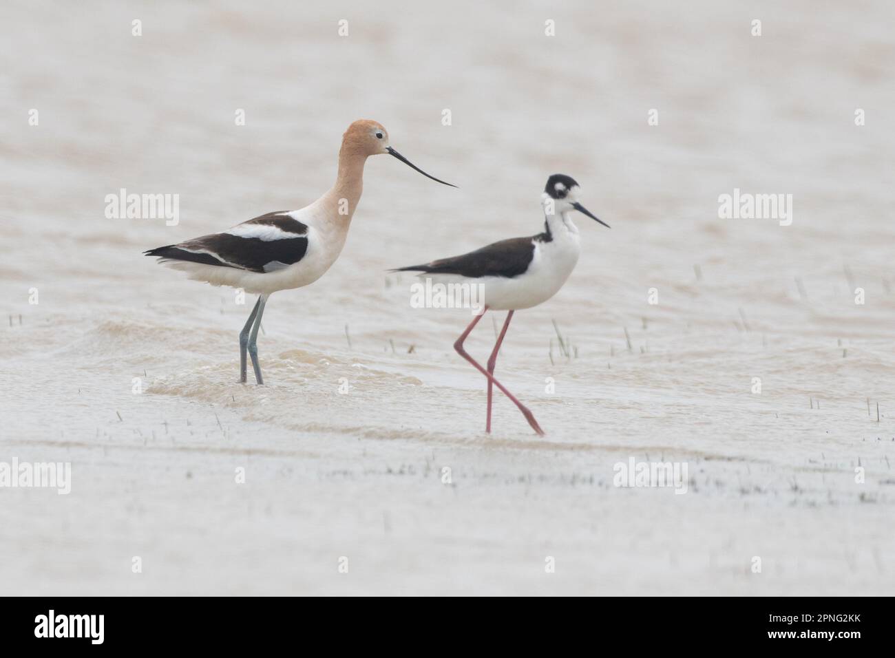 American avocet, Recurvirostra americana, together with a black necked stilt, Himantopus mexicanus, in a vernal pool in California. Stock Photo