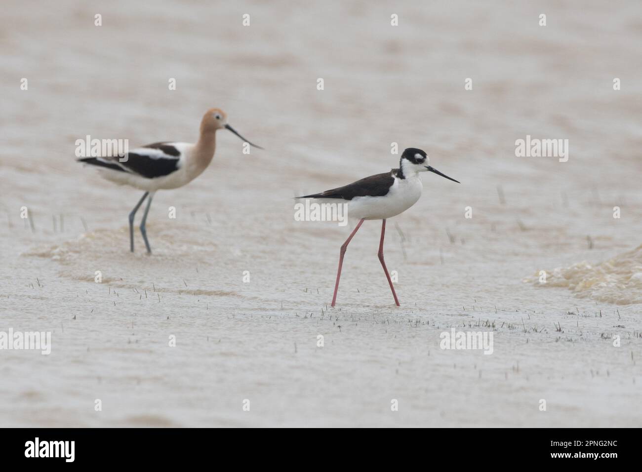 American avocet, Recurvirostra americana, together with a black necked stilt, Himantopus mexicanus, in a vernal pool in California. Stock Photo