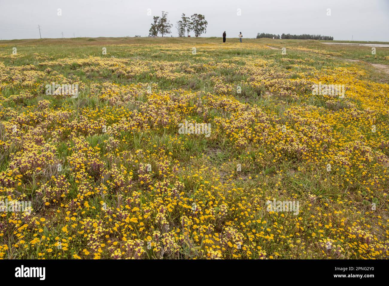 Vernal pool wildflowers blooming in the Central Valley of California. Yellow johnny tuck, Triphysaria, and Fremonts goldfields, Lasthenia. Stock Photo