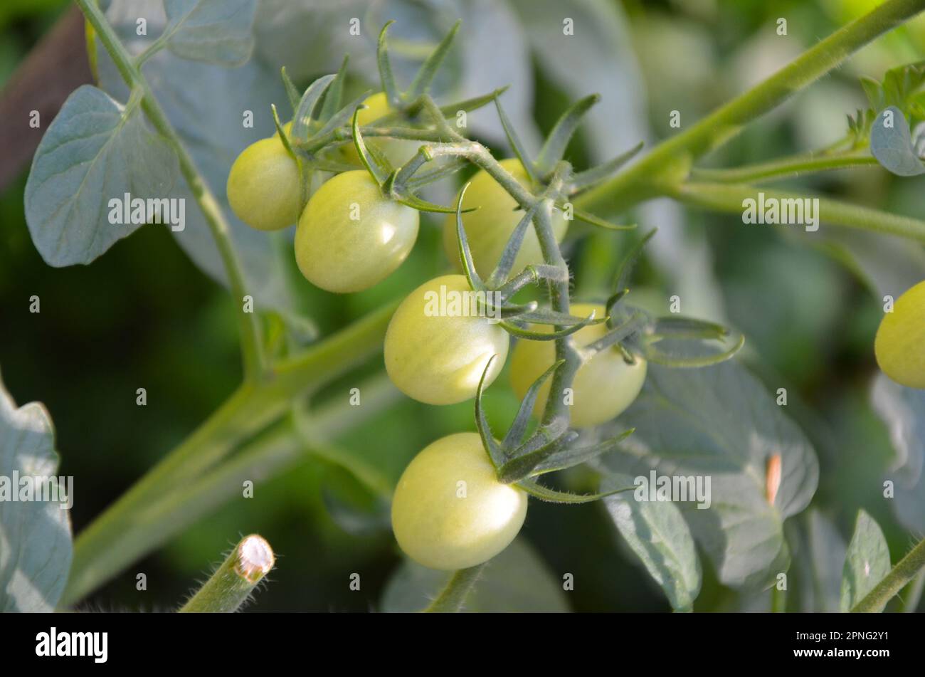 Green fruit growing on the branch of scorpion tree Stock Photo Alamy