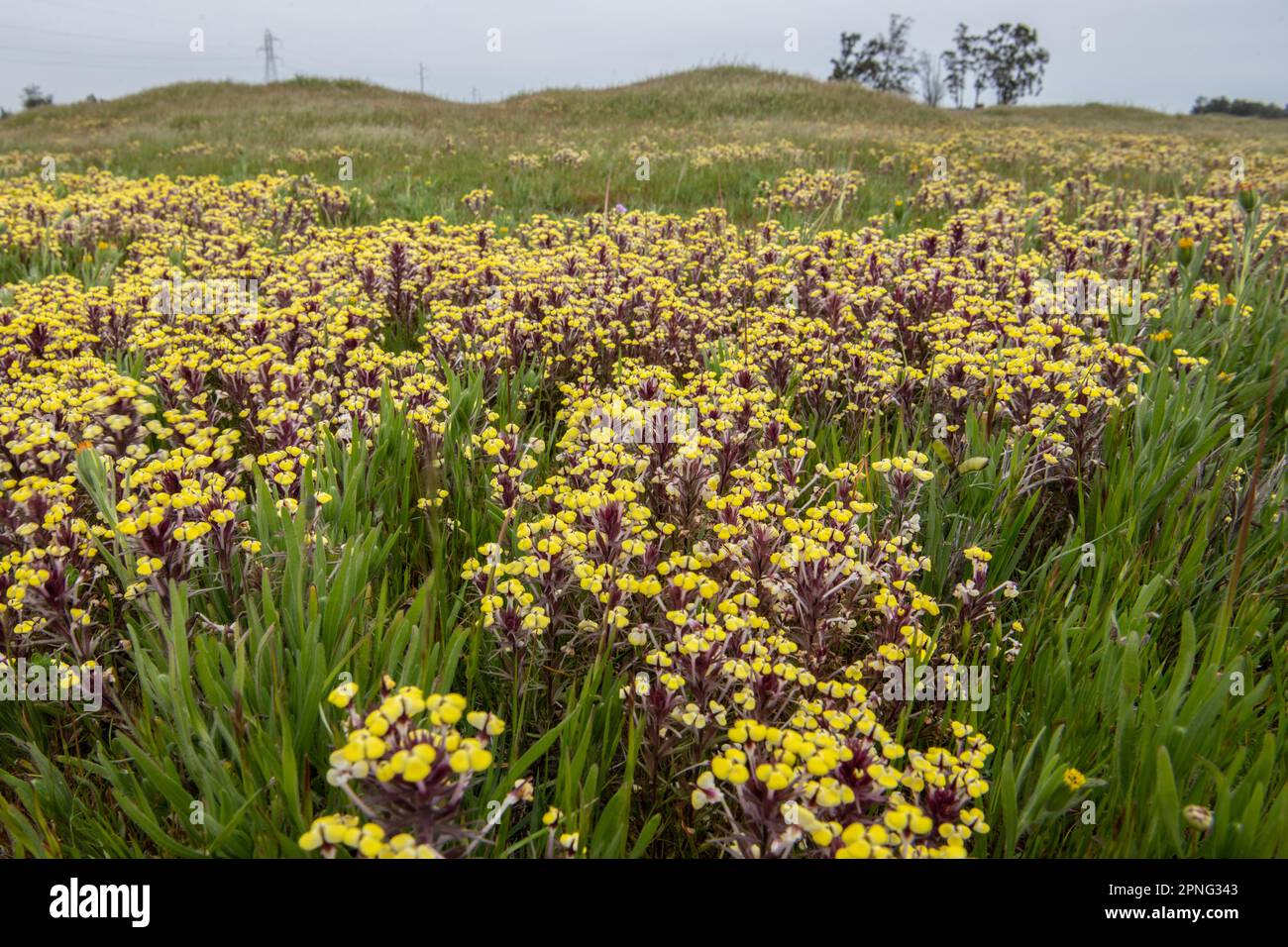Vernal pool specialist wildflowers blooming in the Central Valley of California. Yellow johnny tuck or butter and eggs plant, Triphysaria eriantha. Stock Photo