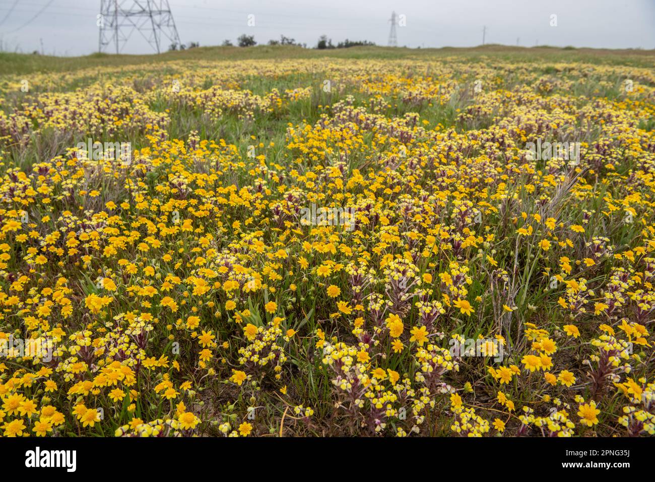 Vernal pool wildflowers blooming in the Central Valley of California. Yellow johnny tuck, Triphysaria, and Fremonts goldfields, Lasthenia. Stock Photo