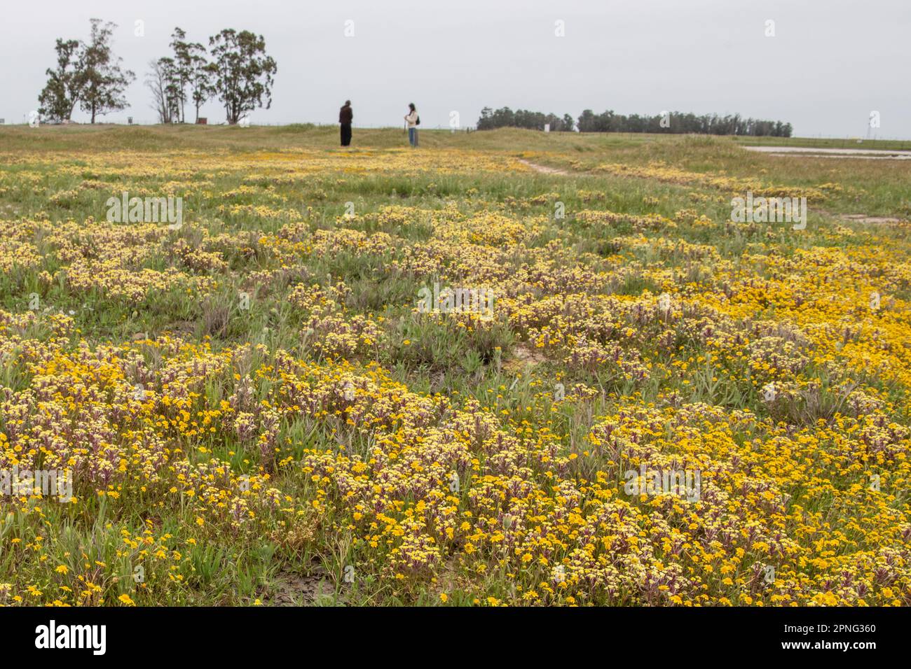 Vernal pool specialist wild flowers blooming in the Central Valley of California. Stock Photo