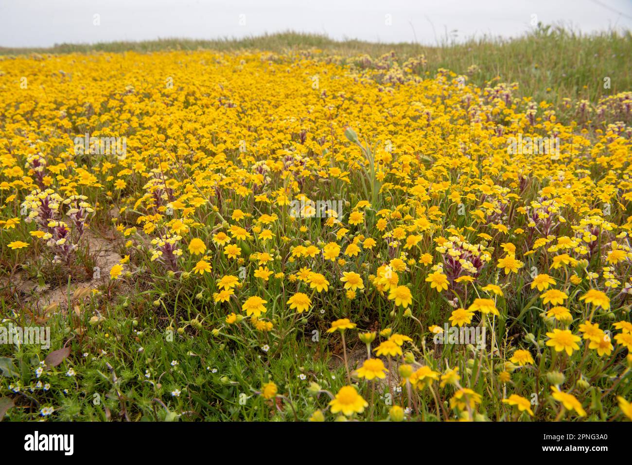 Endemic wild flowers blooming in the Central Valley of California during a superbloom. Colorful yellow vernal pool goldfields, Lasthenia fremontii. Stock Photo
