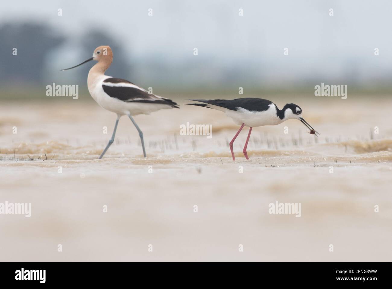 An American avocet wading by a black necked stilt bird eating an endangered vernal pool tadpole shrimp in the central valley of California. Stock Photo