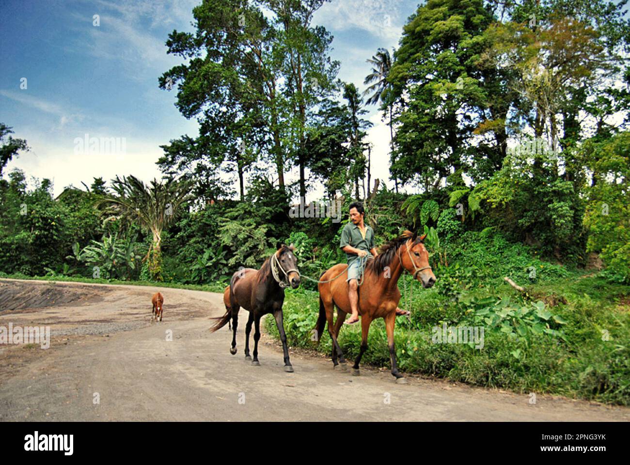 A man rides a sport horse while leading another sport horse on a rural road in Tompaso, an area known for its horse racing tradition Minahasa, North Sulawesi, Indonesia. Stock Photo