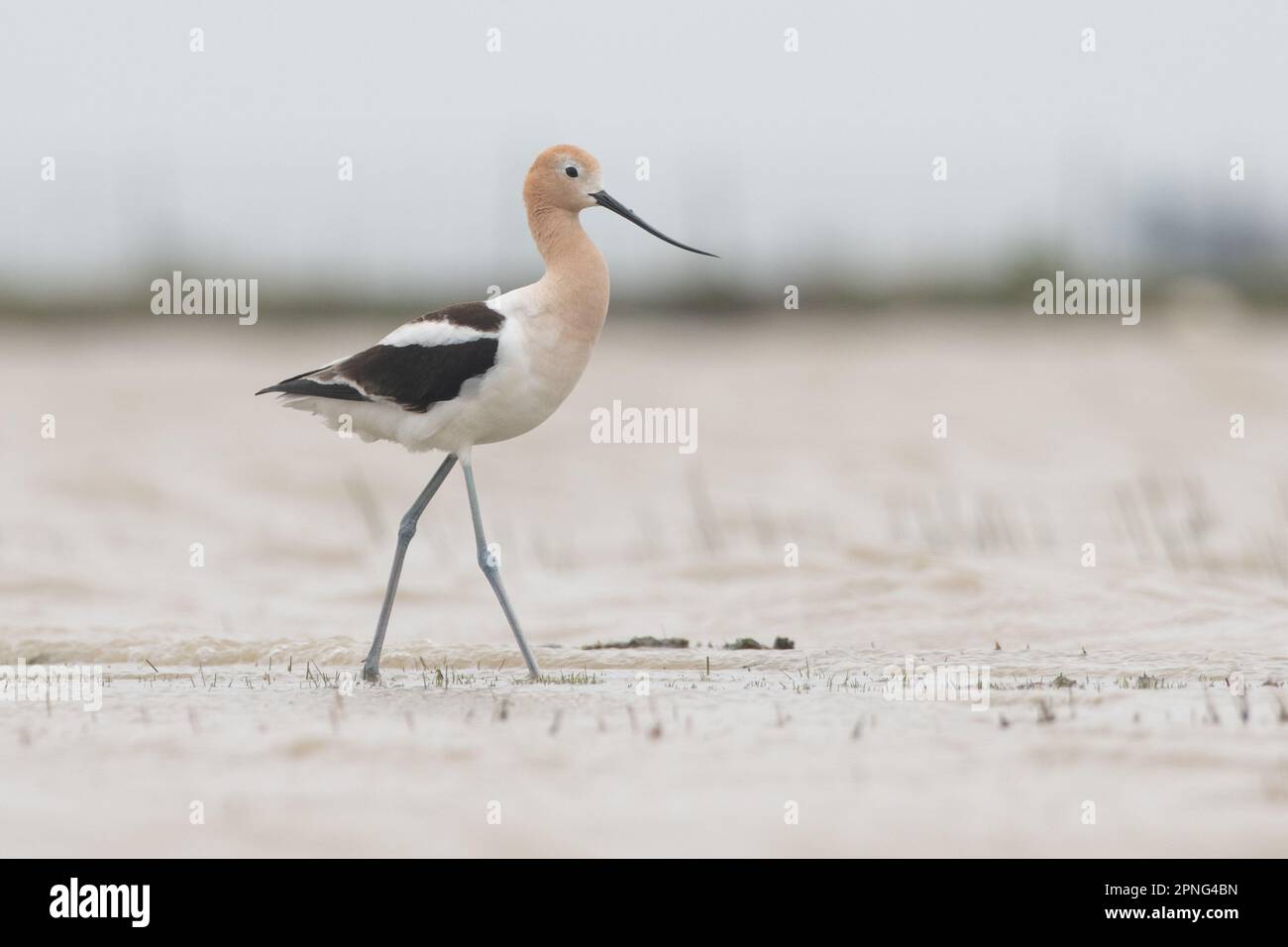 An American avocet, Recurvirostra americana, wading in a seasonal vernal pool in the Central Valley of California. Stock Photo