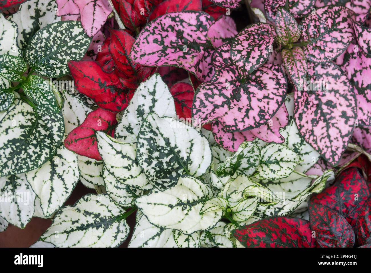 Colourful, Hypoestes sanguinolenta, Polka Dot Plant, Decorative, Houseplant Stock Photo