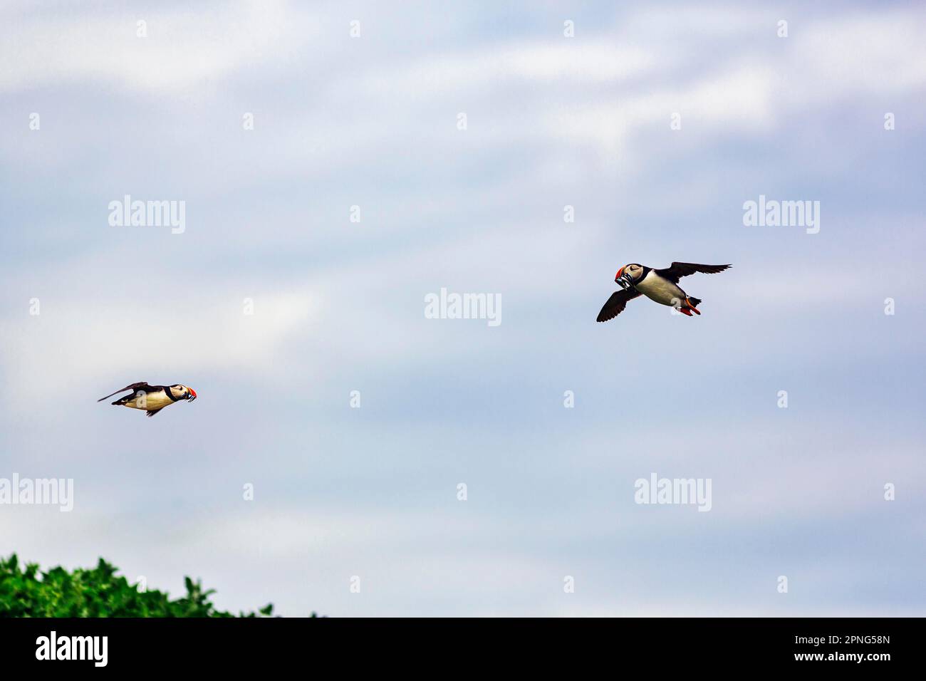 Two Puffins (Fratercula arctica), Puffin flying, sandeels (AmmodytidaeI) in bill, releasable, Staple Island, Farne Islands Nature Reserve, Farne Stock Photo