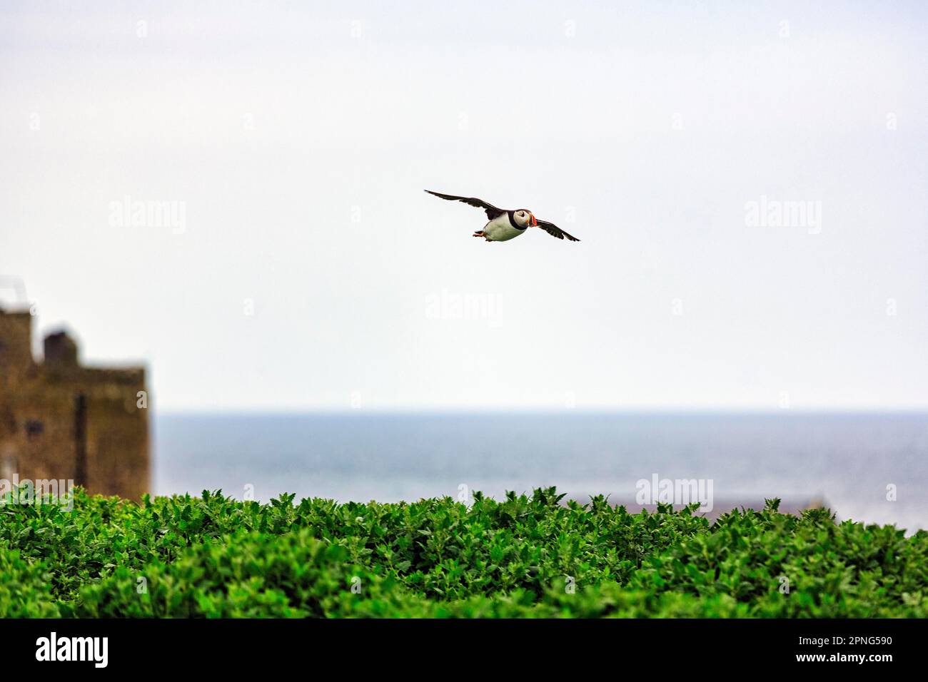 Puffin (Fratercula arctica), Puffin flying in grey sky, detached, Staple Island, Farne Islands Nature Reserve, Farne Islands, Northumberland Stock Photo