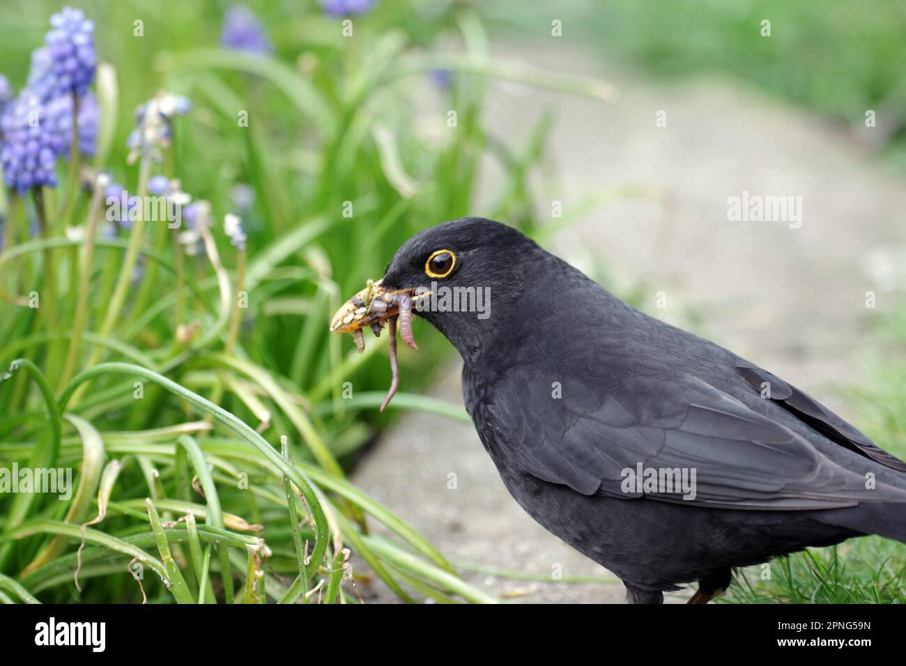 Blackbird (Turdus merula), male, portrait, earthworm, plumage, black, garden, spring, Germany, The beak of a blackbird is filled with food for the Stock Photo