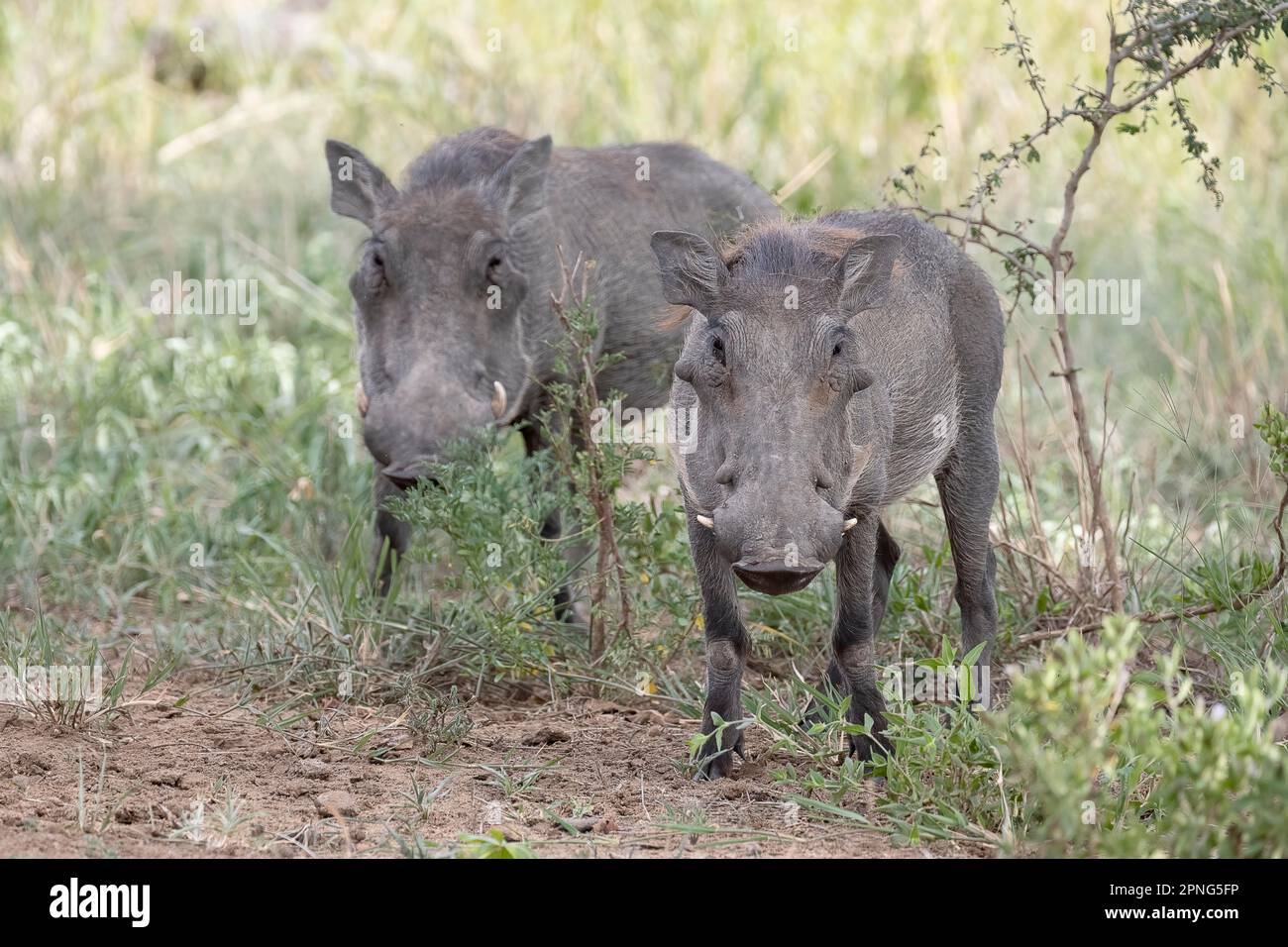Common warthog (Phacochoerus africanus), 2 animals, Tarangire National Park, Tanzania Stock Photo
