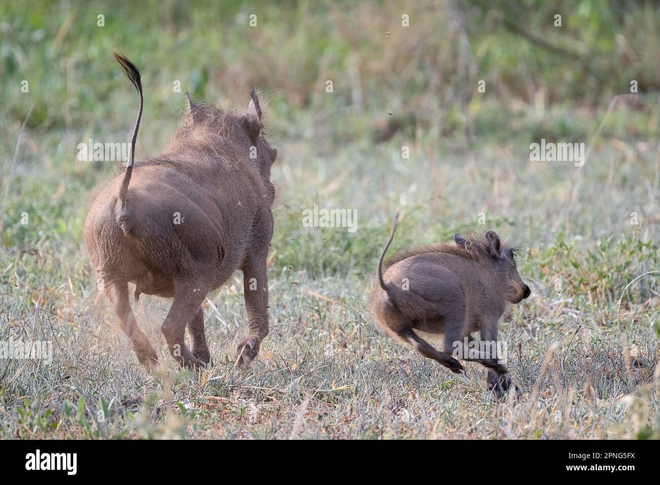 Common warthog (Phacochoerus africanus), adult and juvenile on the run, adult, juvenile, radio Tanzania, tail high with excitement, antenna Stock Photo