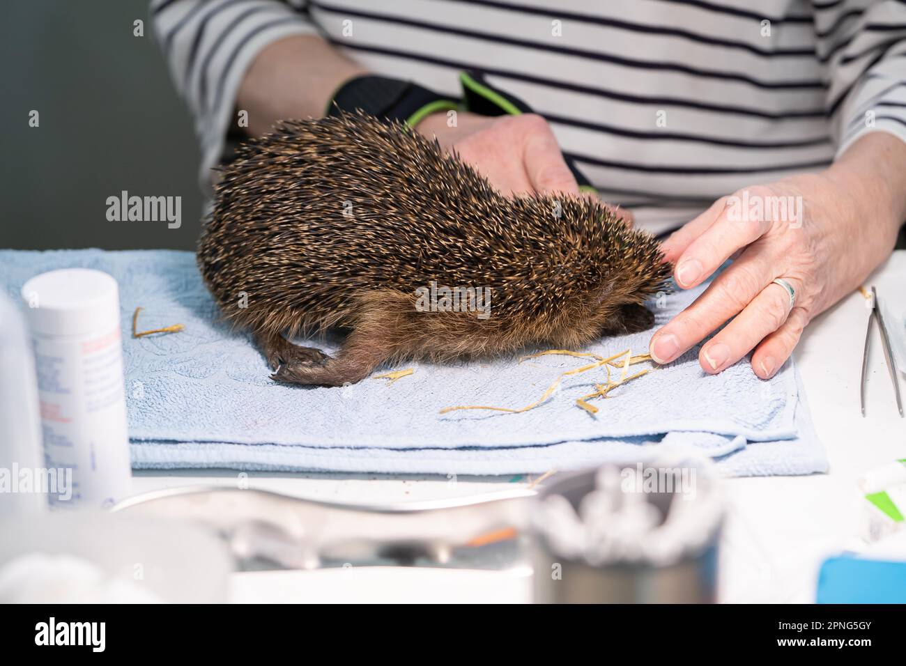 European hedgehog (Erinaceus europaeus), practical animal welfare, examination on admission to hedgehog sanctuary, Wuppertal, North Rhine-Westphalia Stock Photo