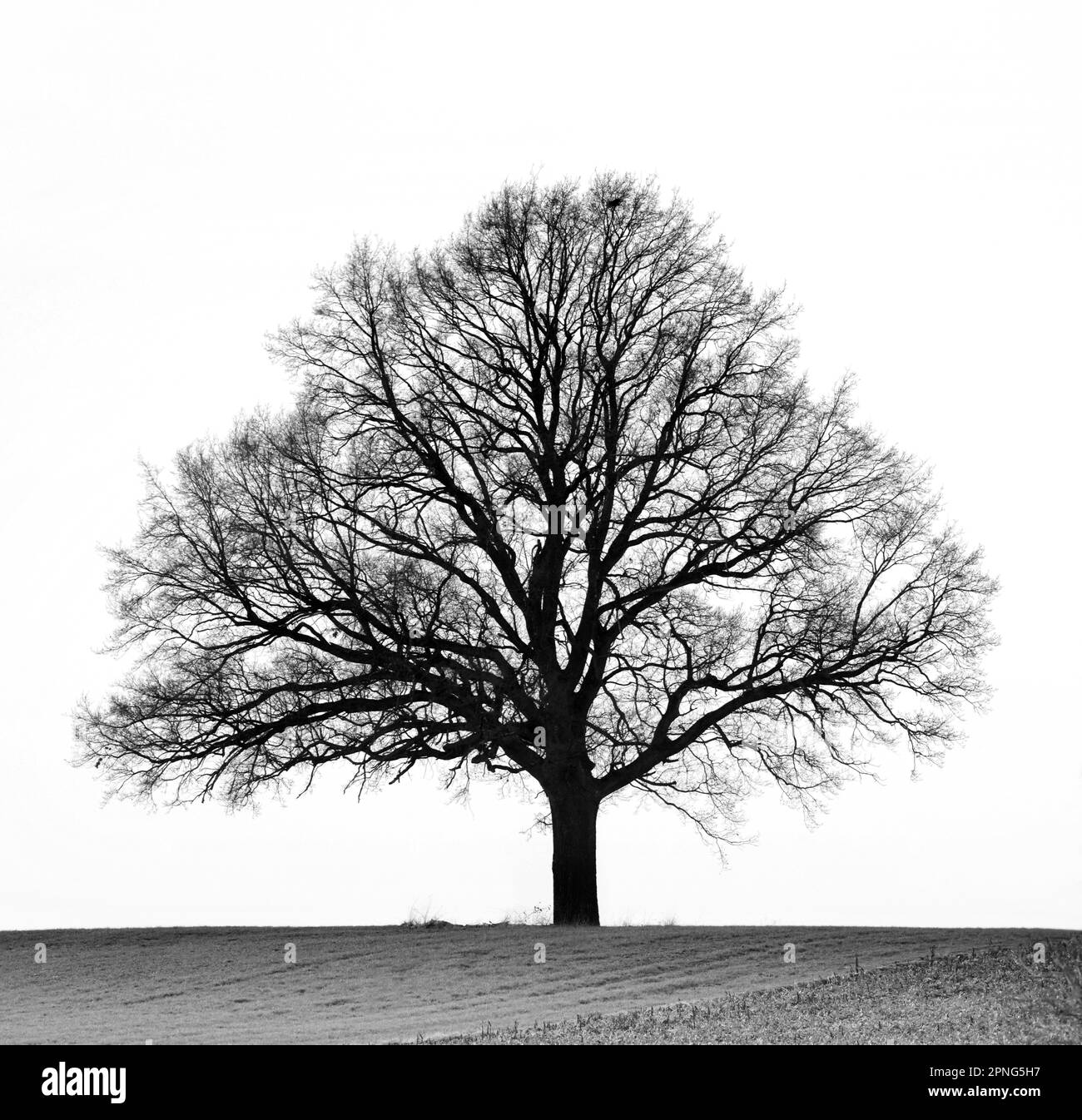 Oak tree standing alone Black and White Stock Photos & Images - Alamy