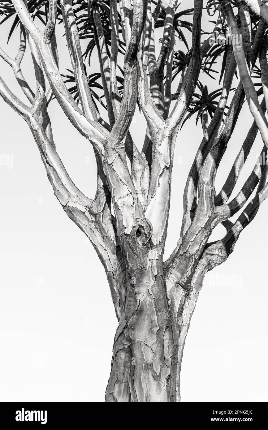 Quiver tree (Aloe dichotoma), detail SW, Gariganus, Keetmanshoop, NamibiaNamibia Stock Photo