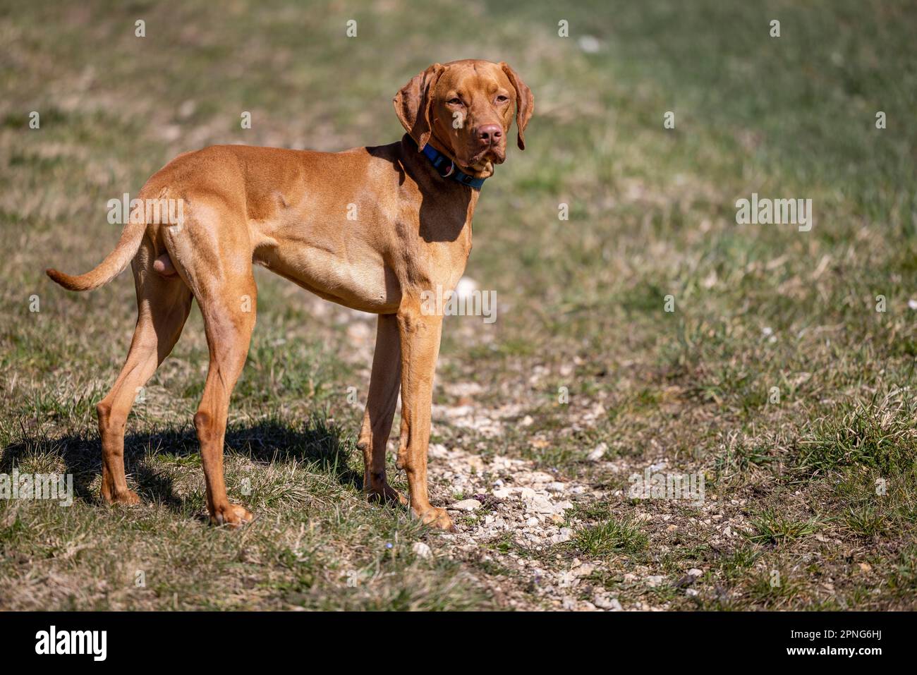 Roevidszoru Magyar Vizsla, Hungarian shorthaired pointing dog