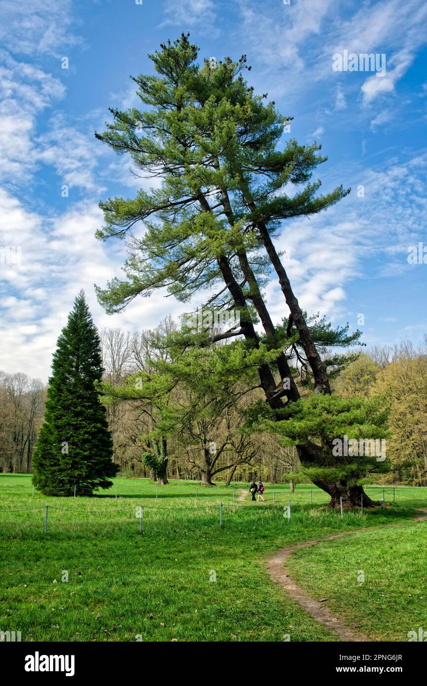 Strobe, also called eastern white pine (Pinus strobus), Weymouth pine or silk pine, Wechselburg Castle Park, Wechselburg, Saxony, Germany Stock Photo