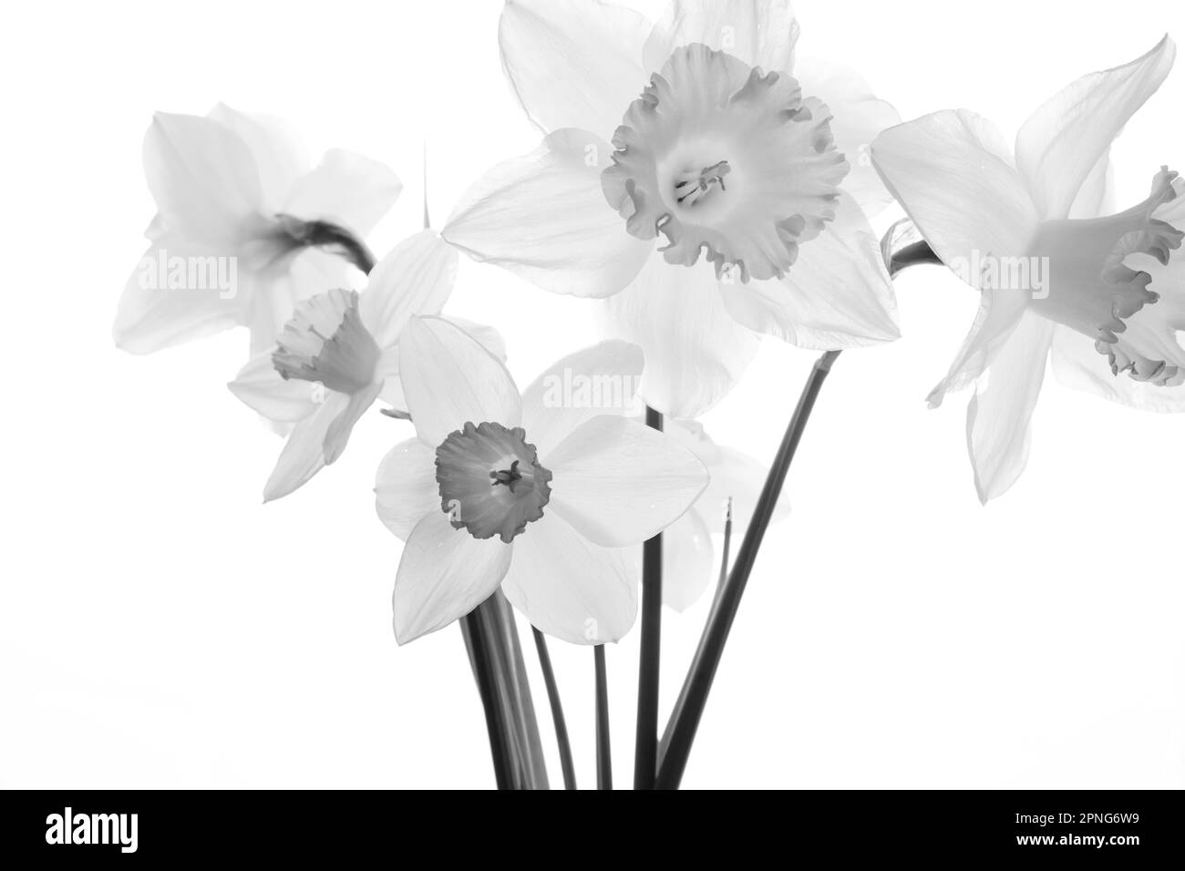 Daffodils Black&White Stock Photo