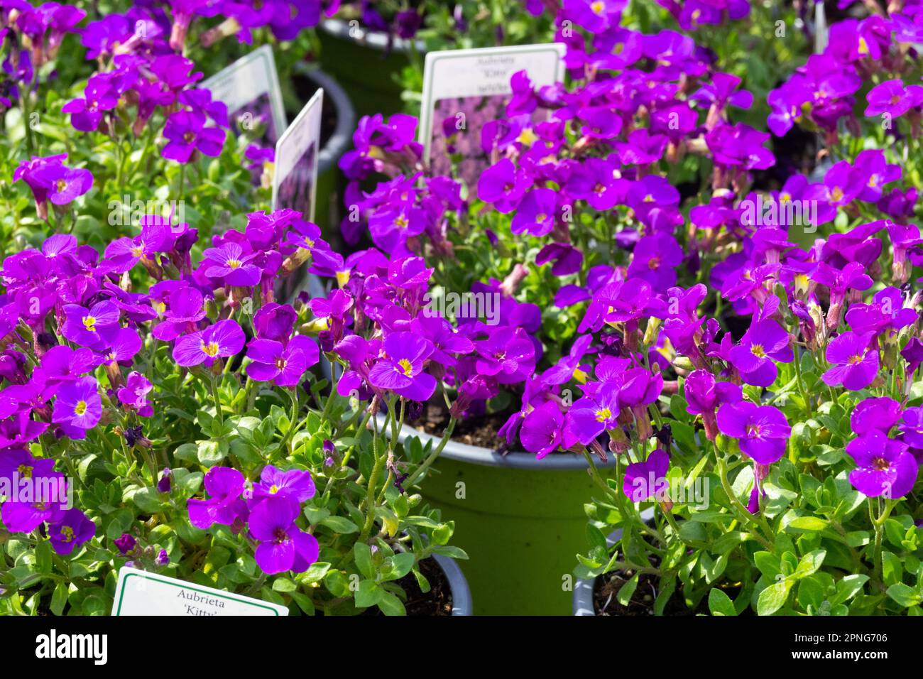 Aubrietas, Blue Aubrieta in Garden centre for sale Stock Photo