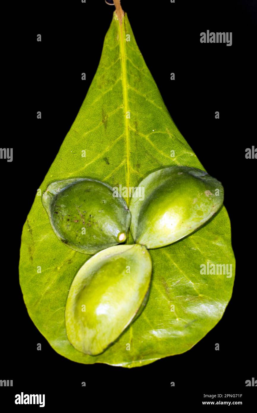 Indian (Terminalia catappa) almonds, fruit of the catappa tree, lying ...