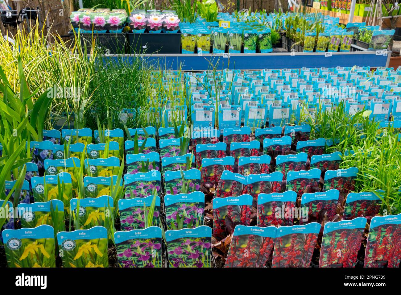 Garden centre plants for sale Stock Photo Alamy
