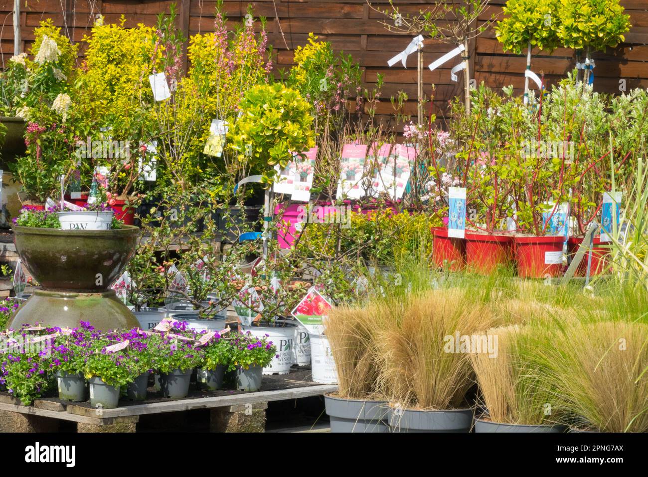 Garden centre plants Stock Photo Alamy