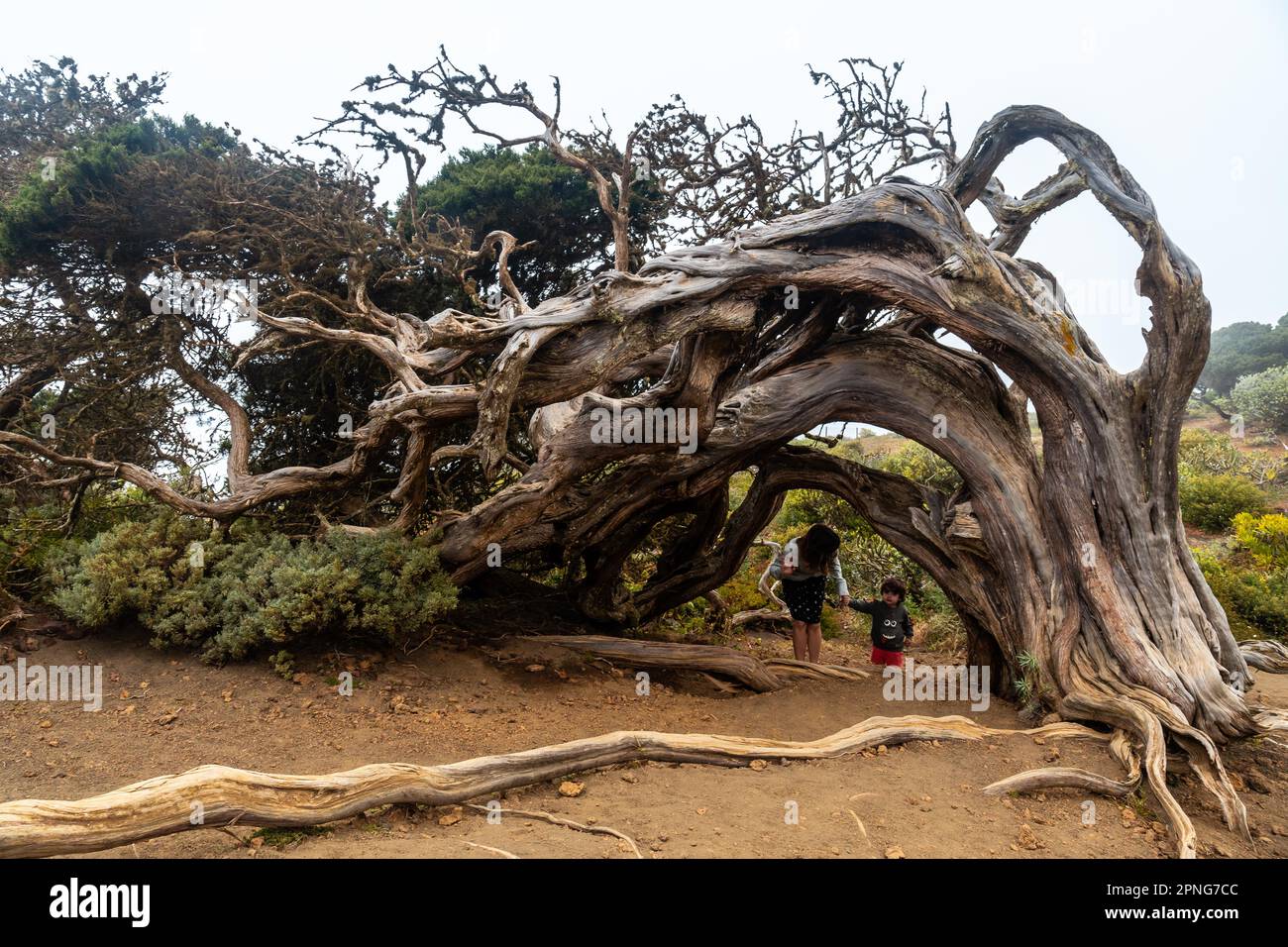 Mother and son going through the tunnel of a Sabinar tree twisted by the wind of El Hierro. Canary Islands Stock Photo