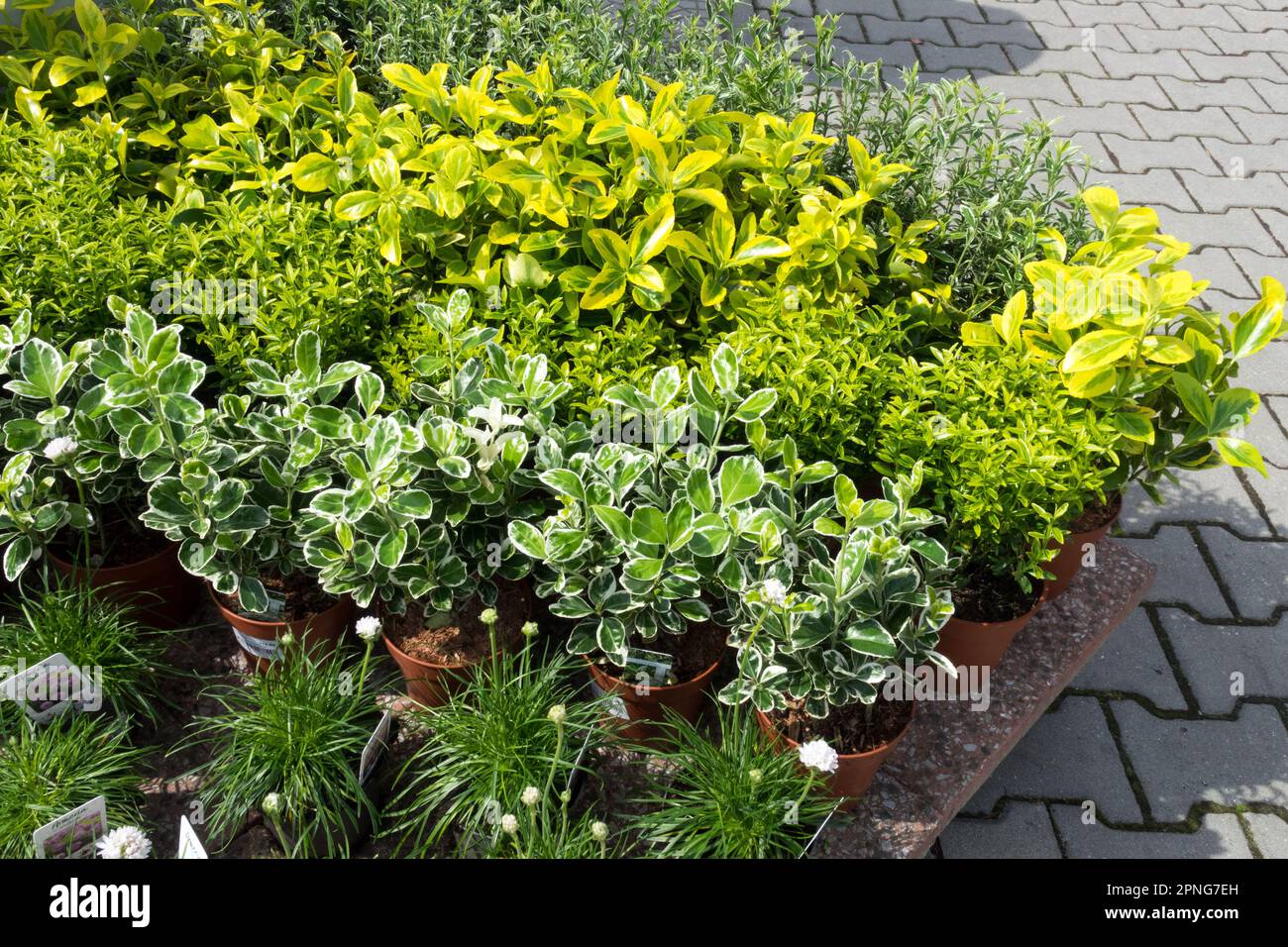 Shrubs in pots hires stock photography and images Alamy