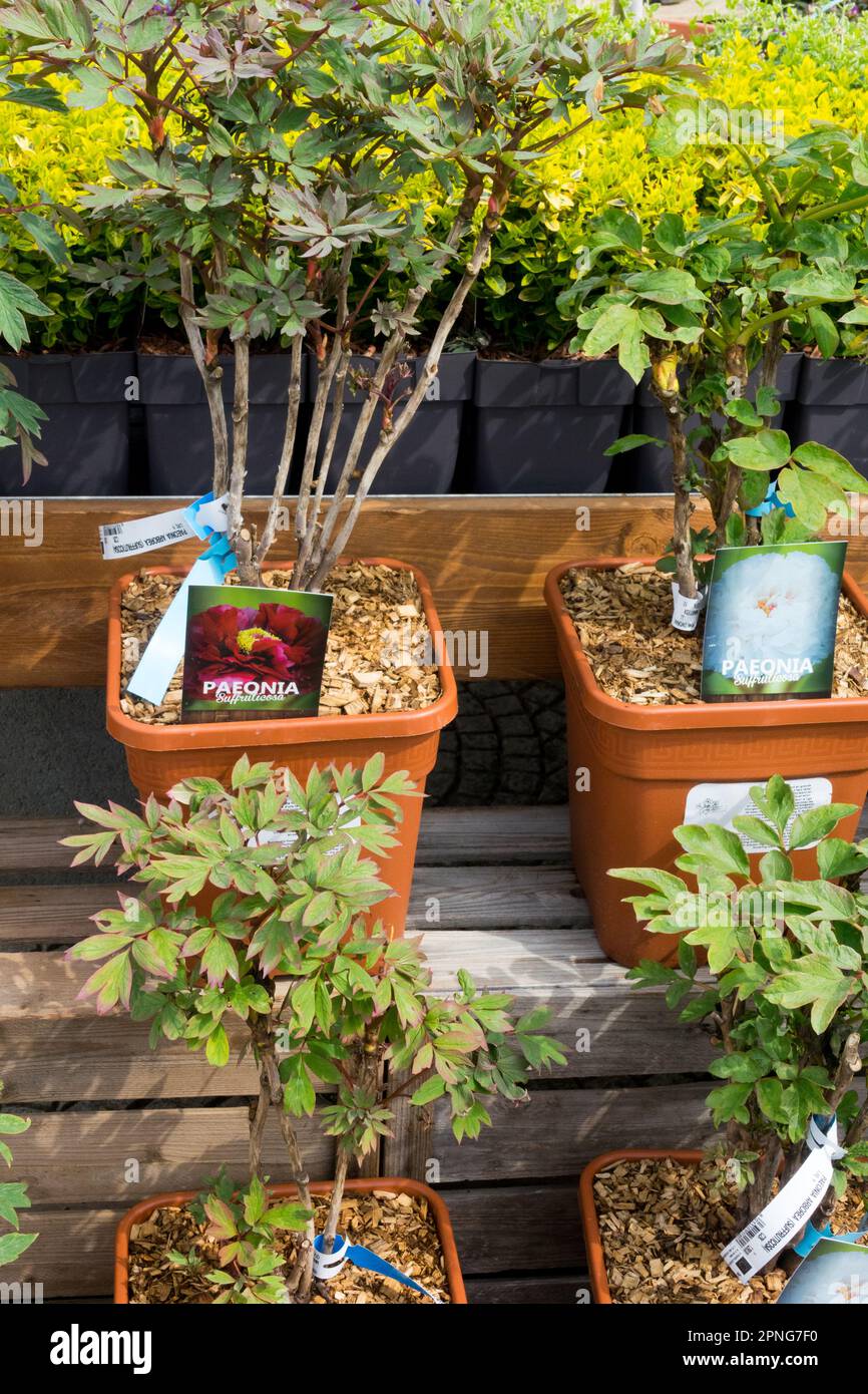 Paeonia, Garden centre, Peonies, Peony, Plants, Sale, Offer, Tree peony, Plant in pot Stock
