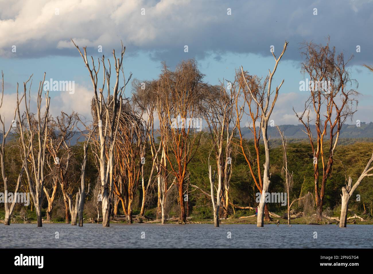 Dead trees, standing in the lake, Lake Naivasha, Kenya Stock Photo