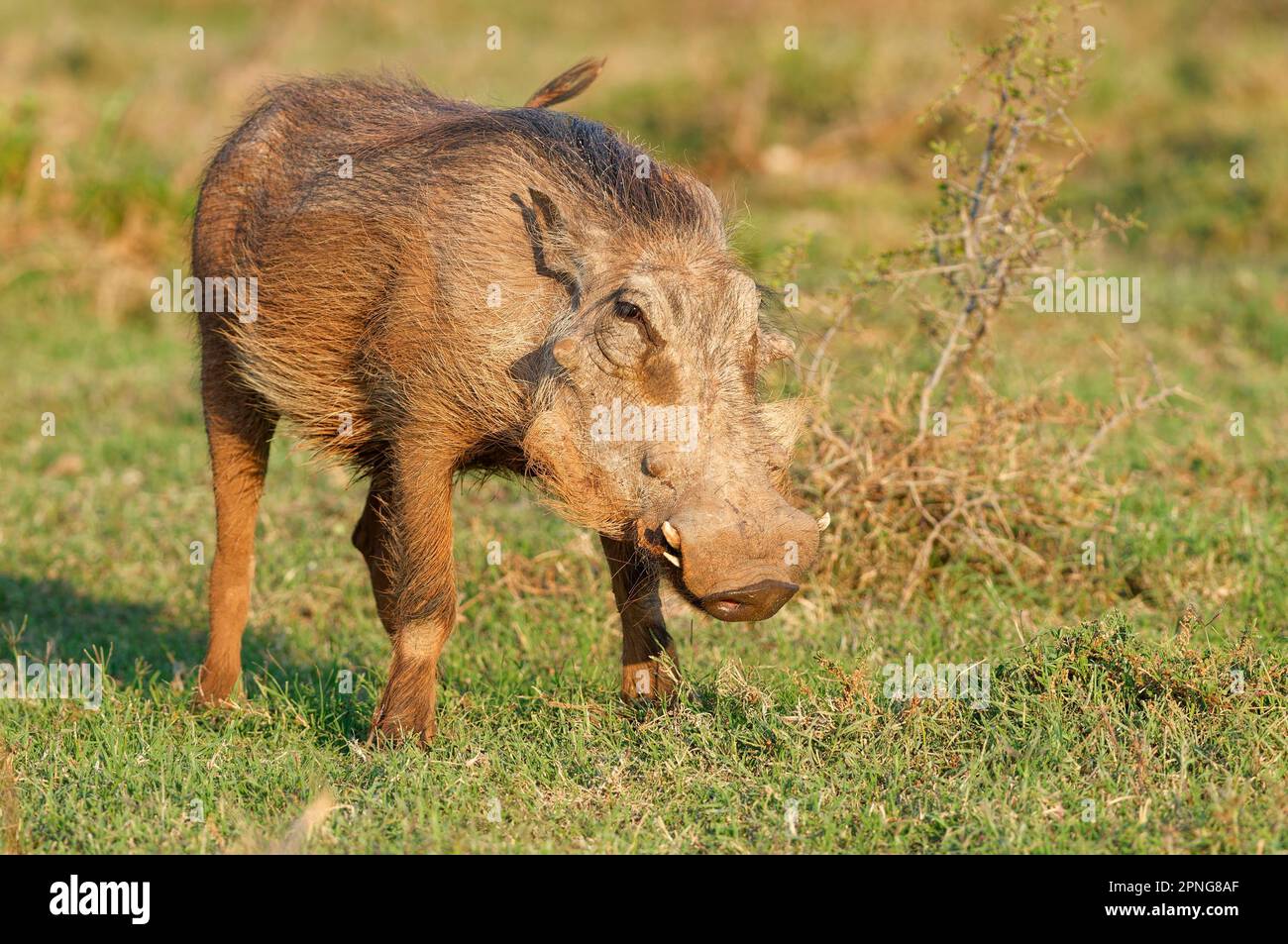 xzCommon warthog (Phacochoerus africanus), feeding on grass, Addo Elephant National Park, Eastern Cape, South Africa, Africa Stock Photo