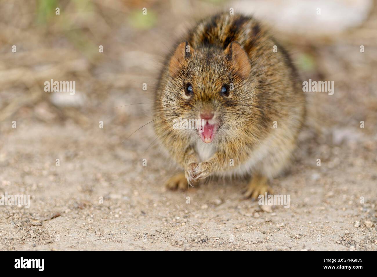 Four-striped grass mouse (Rhabdomys pumilio), adult animal standing on two legs facing camera, open mouth, animal portrait, Addo Elephant National Par Stock Photo