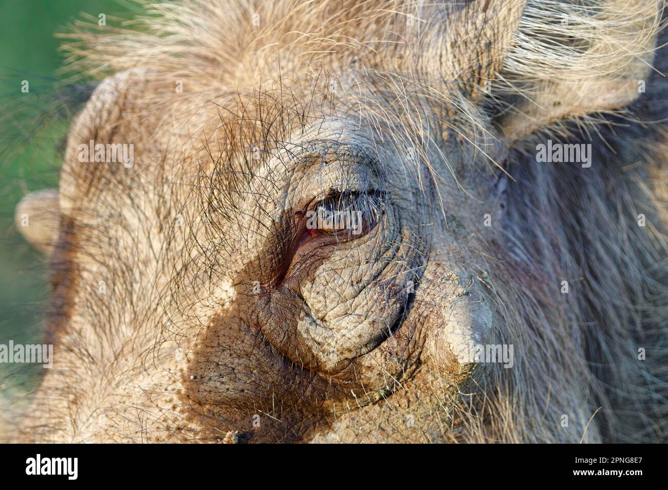Common warthog (Phacochoerus africanus), adult animal, close-up of the head, eye and skin detail, Addo Elephant National Park, Eastern Cape, South Afr Stock Photo