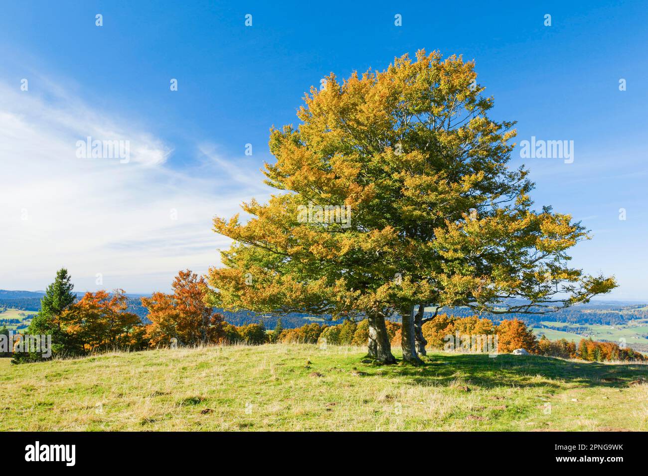 Beech tree in autumn colours in the Neuchatel Jura, Canton Neuchatel, Switzerland Stock Photo
