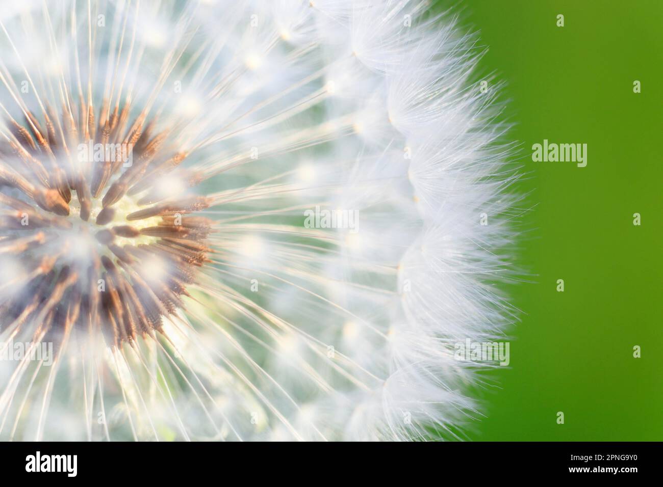 Dandelion seeds hi-res stock photography and images - Alamy