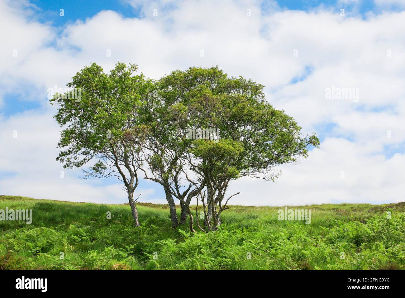 Group of birch trees in the Scottish Highlands in summer, County