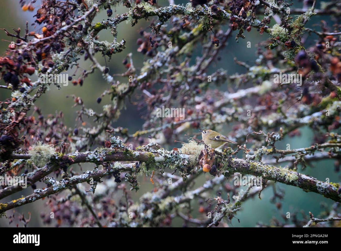 Goldcrest [ Regulus regulus ] in lichen covered tree Stock Photo