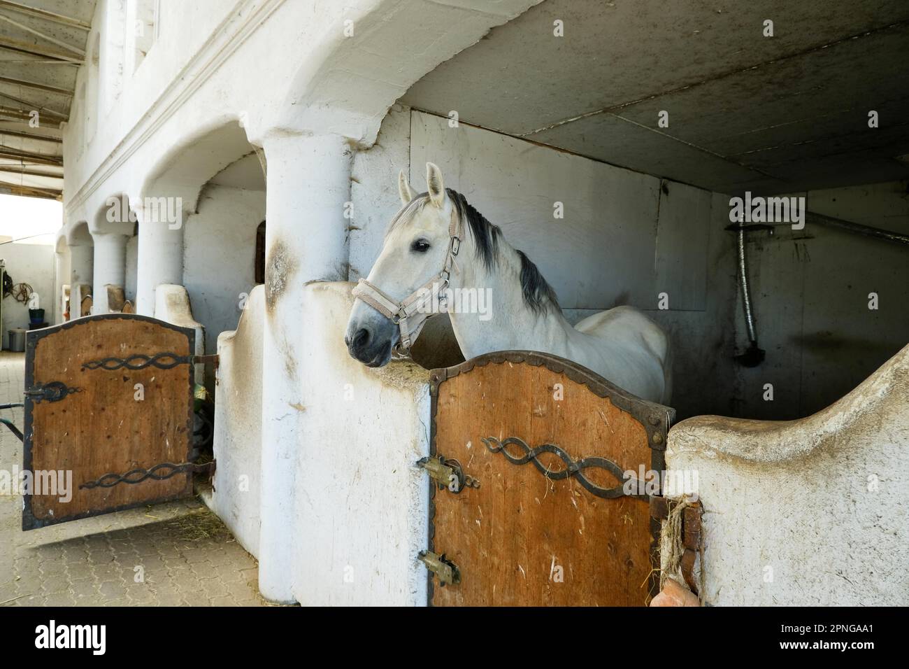 Stallion, Horse Stud Stock Photo Alamy