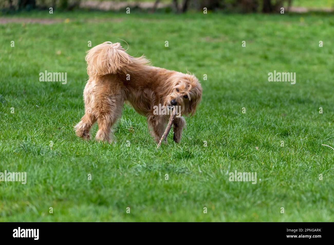 Mini Goldendoodle bites into stick, cross between Golden Retriever and Poodle, dog breed hardly sheds, therefore suitable for allergy sufferers Stock Photo