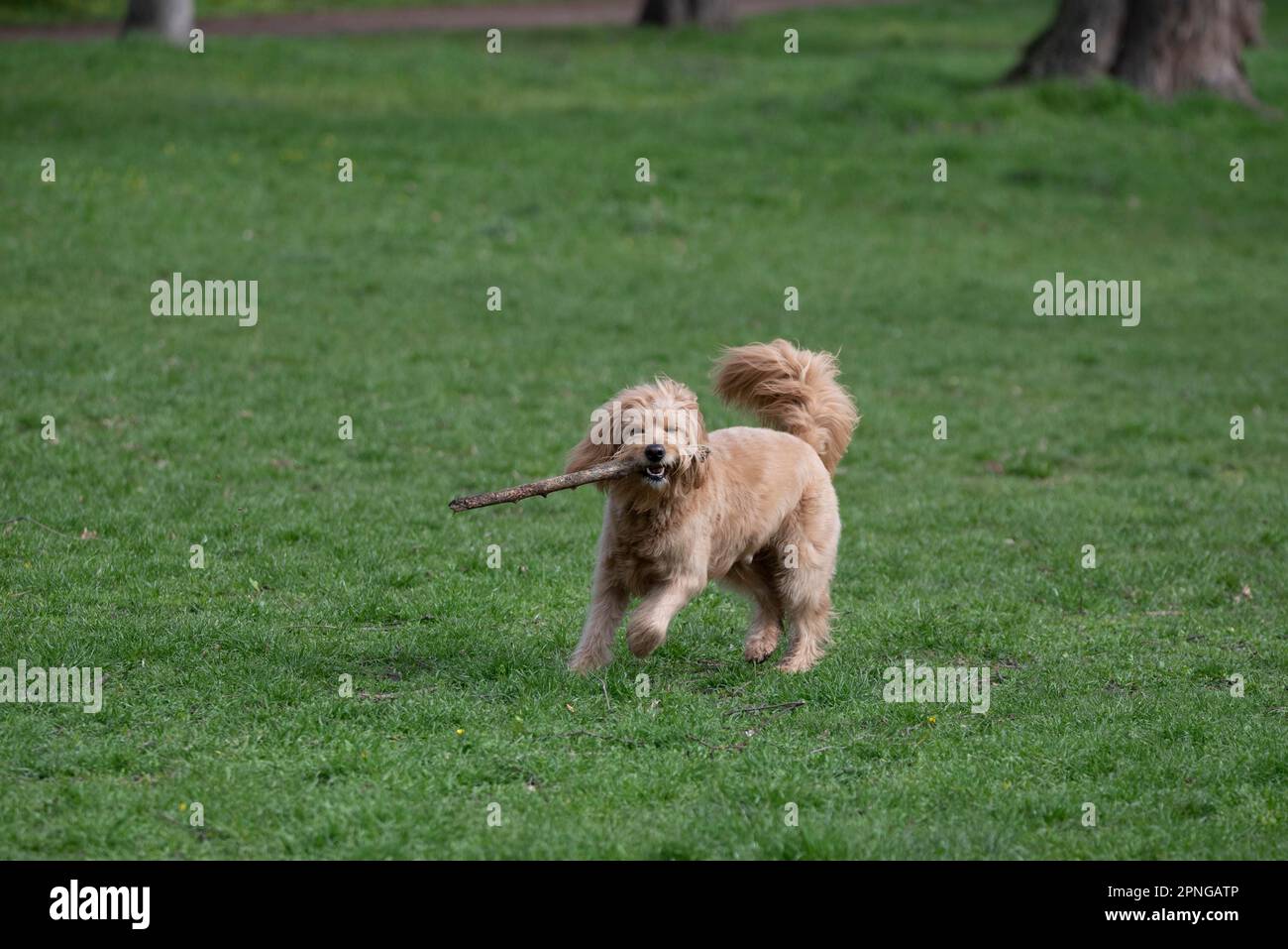 Mini Goldendoodle bites into stick, cross between Golden Retriever and Poodle, dog breed hardly sheds, therefore suitable for allergy sufferers Stock Photo