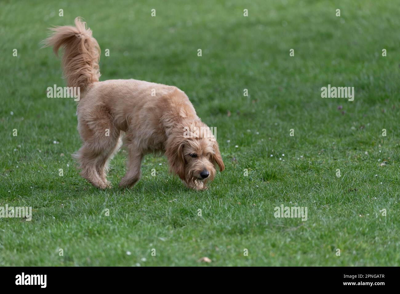 Mini Goldendoodle sniffs in a meadow, cross between Golden Retriever