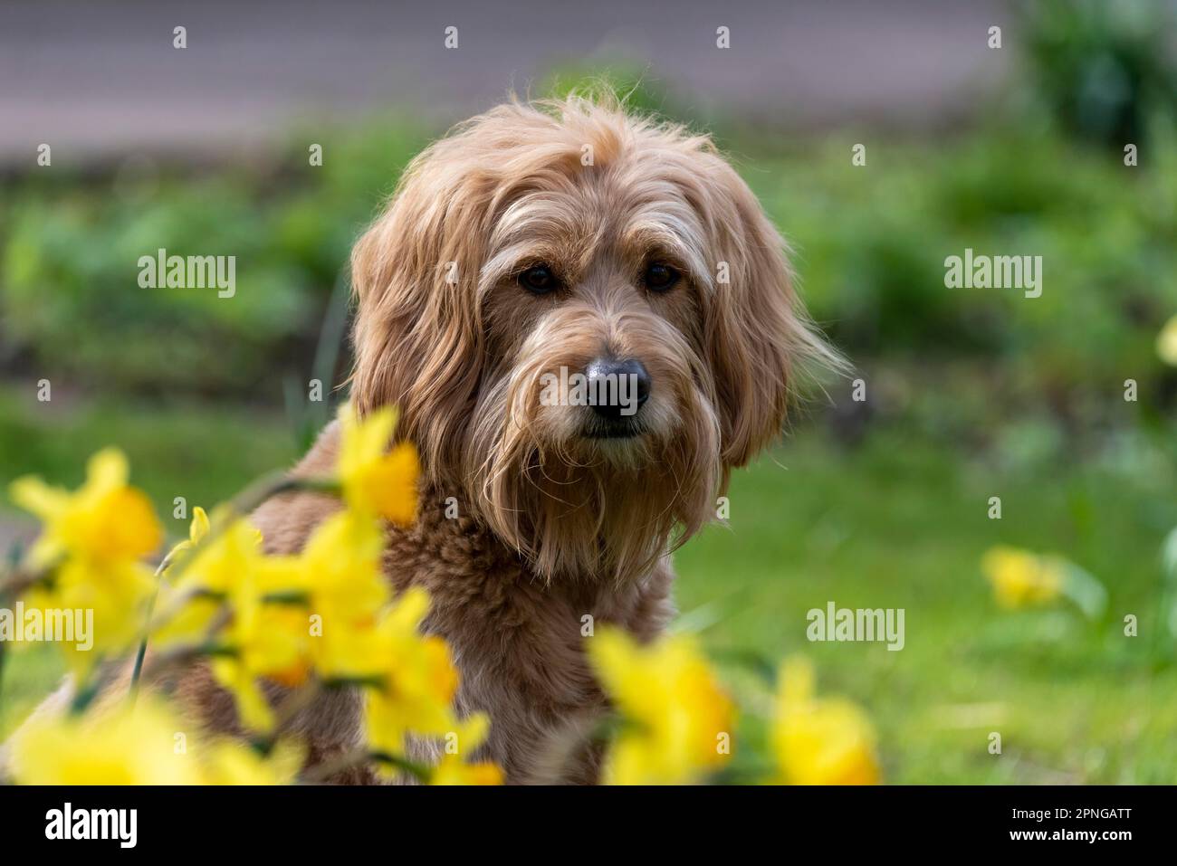 Mini Goldendoodle behind daffodils, cross between Golden Retriever and