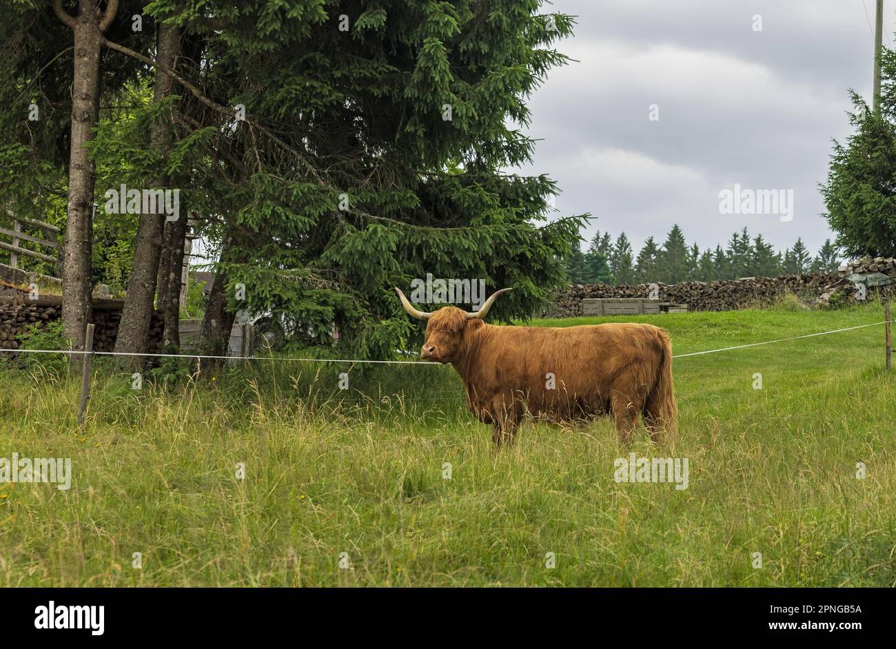 shaggy bull with big horns on the background of trees Stock Photo