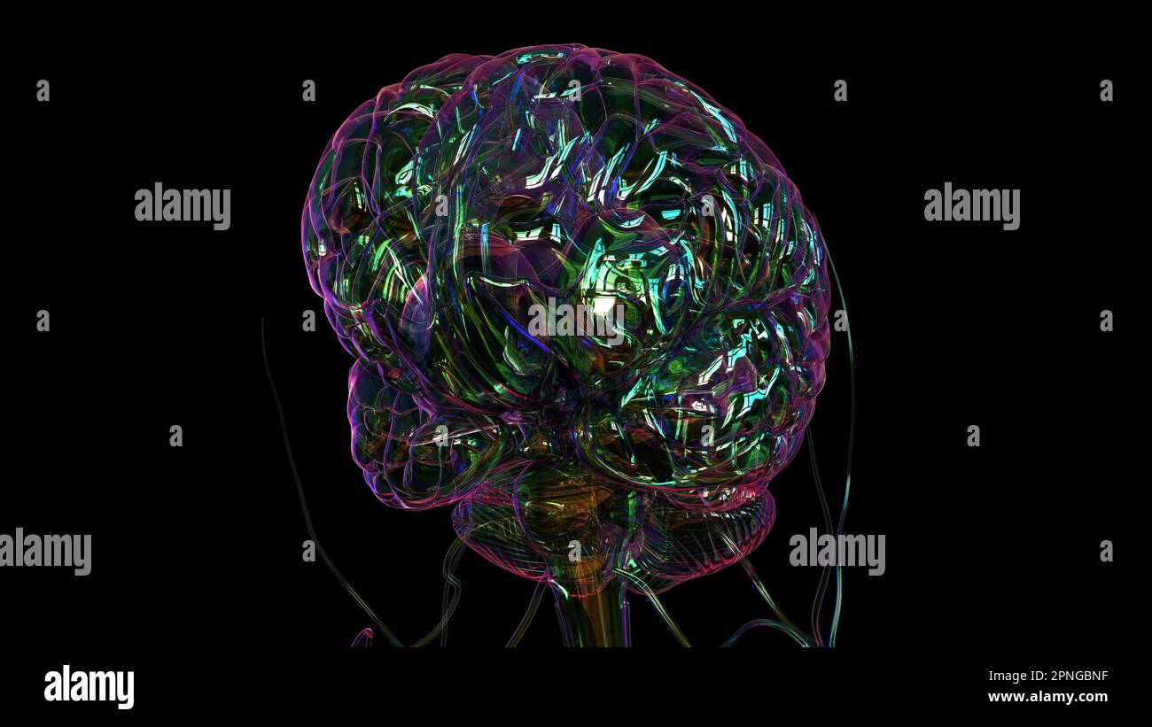 Human brain anatomy for medical concept 3D illustration Stock Photo - Alamy