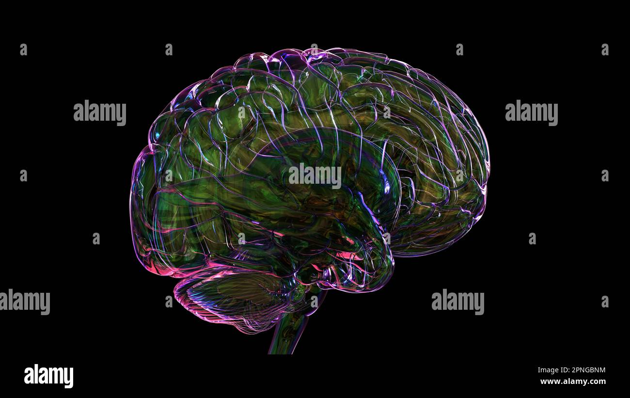 Human brain anatomy for medical concept 3D illustration Stock Photo - Alamy