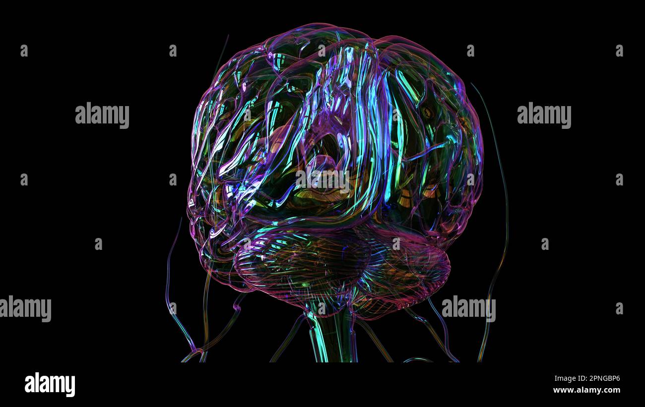Human brain anatomy for medical concept 3D illustration Stock Photo - Alamy