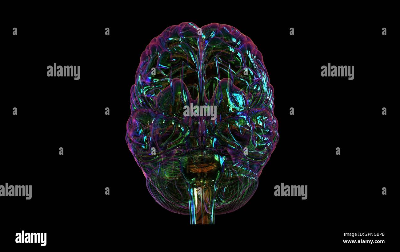Human brain anatomy for medical concept 3D illustration Stock Photo - Alamy