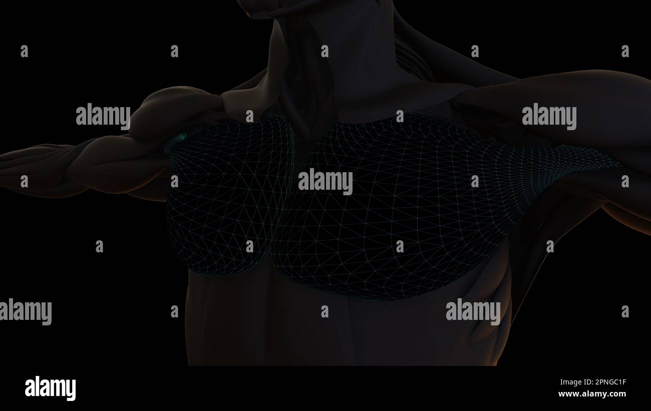 3D Illustration, Muscle is a soft tissue, Muscle cells contain proteins ...